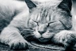 僕が睡眠アプリ「Sleep Cycle」と「Sleep Meister」をやめて、アラームアプリ「おこしてME」を使うことにした理由